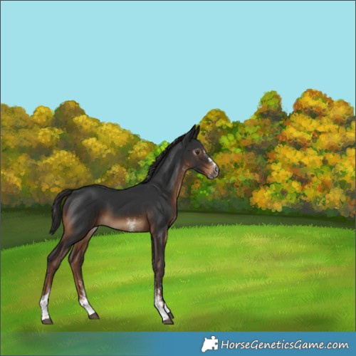 Horse Color:Gray White Spotted Liver Chestnut Tobiano 