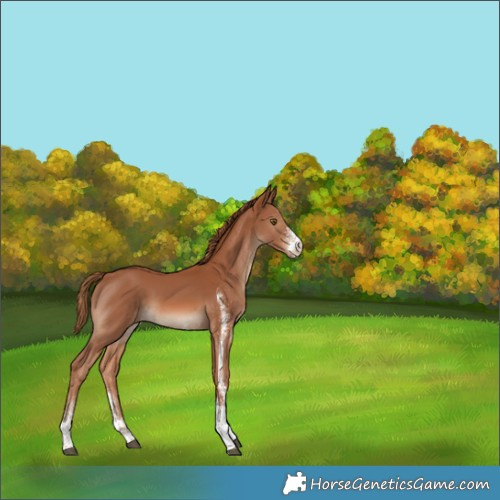 Horse Color:White Spotted Chestnut Tobiano 
