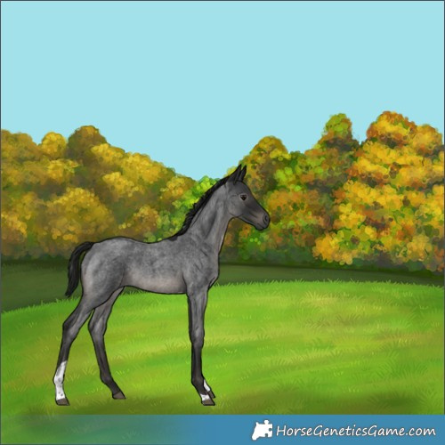 Horse Color:Gray Blue Roan Tobiano 