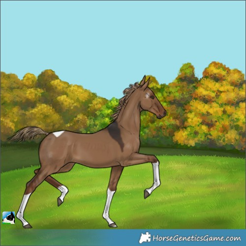 Horse Color:Gray Liver Red Dun Tobiano 