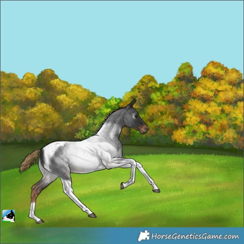 Horse Color:Gray Liver Red Roan Tobiano Rabicano 