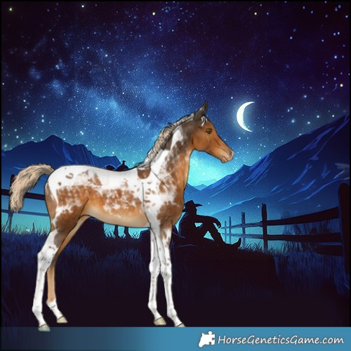 Horse Color:Chocolate Palomino Tobiano Appaloosa