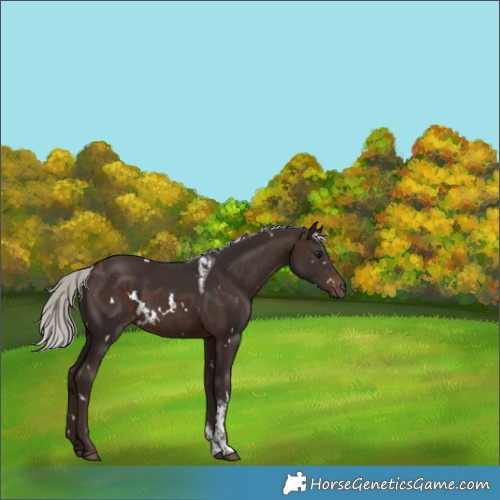 Horse Color:White Spotted Silver Brown Tobiano 