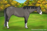 Horse Color:Grullo Sabino Splash Frame 