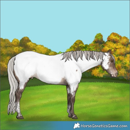 Horse Color:Silver Brown Dun Tobiano Appaloosa 