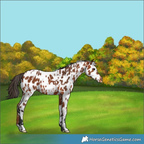 Horse Color:White Spotted Bay Appaloosa 