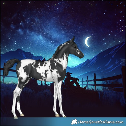 Horse Color:White Spotted Black Tobiano 
