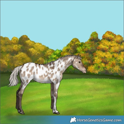 Horse Color:Silver Brown Dun Tobiano Appaloosa 
