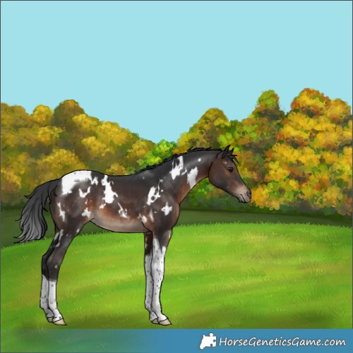 Horse Color:White Spotted Brown Tobiano 