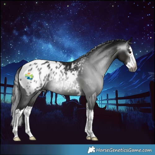 Horse Color:Gray Black Splash Appaloosa 
