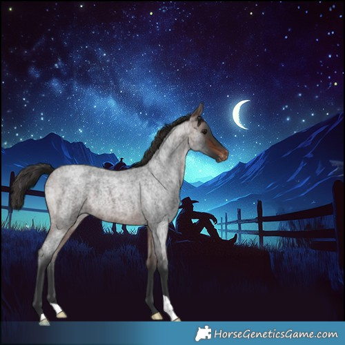 Horse Color:Brown Roan Appaloosa 