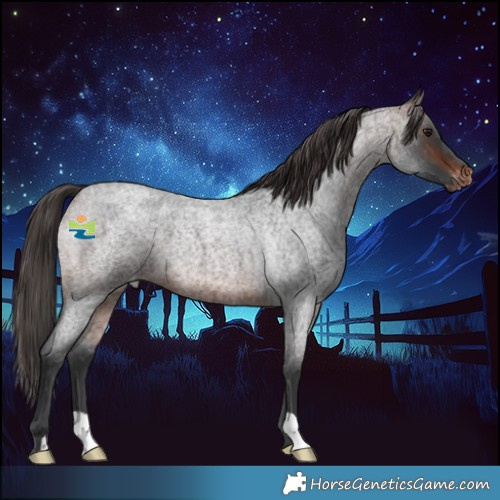 Horse Color:Brown Roan Appaloosa 