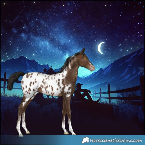 Horse Color:Powder White Gray Sable Champagne Appaloosa