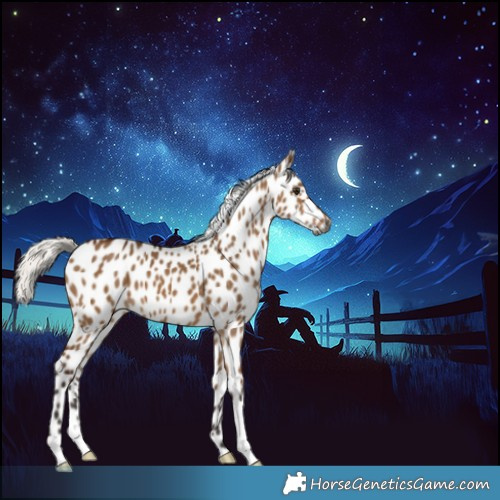 Horse Color:Gray Silver Bay Dun Appaloosa