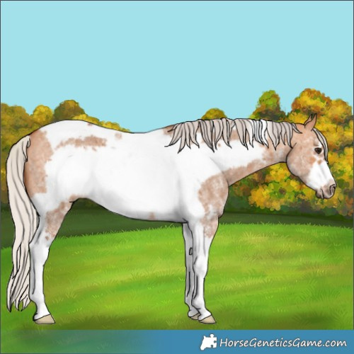 Horse Color:Silver Bay Dun Sabino Tobiano Frame Rabicano 