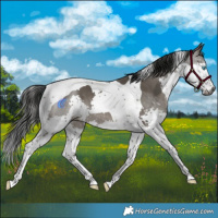 Horse Color:Gray Grullo Splash Tobiano 