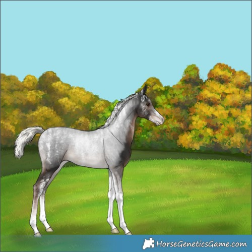 Horse Color:Powder White Liver Chestnut Mushroom Tobiano 