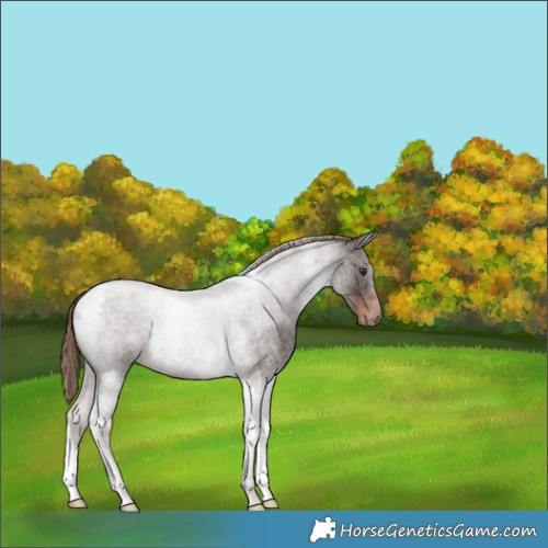 Horse Color:Liver Red Roan Tobiano 