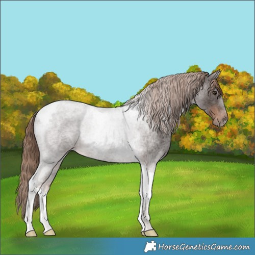 Horse Color:Liver Red Roan Tobiano 