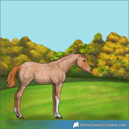 Horse Color:Red Roan Tobiano 