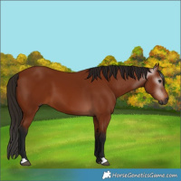 Horse Color:Gray Bay 