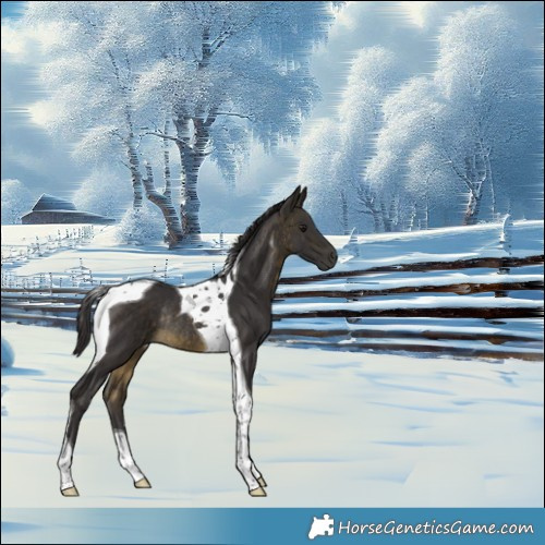 Horse Color:Buckskin Tobiano Rabicano 