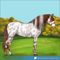 Horse Color:Red Roan Leopard 