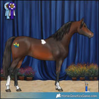 Horse Color:Brown Tobiano 
