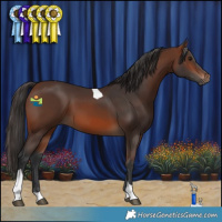 Horse Color:Brown Tobiano 