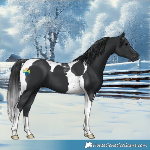 Horse Color:Black Tobiano 