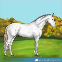 Horse Color:Chestnut Sabino