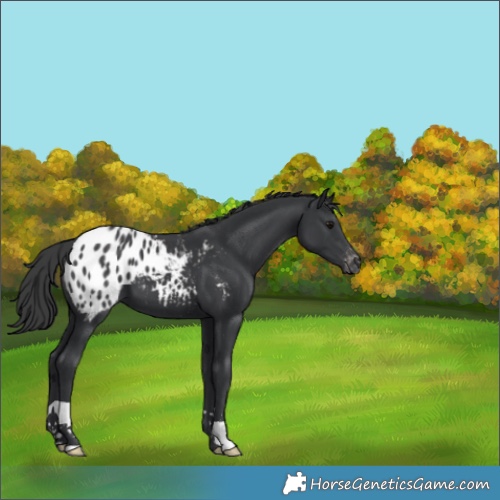 Horse Color:Black Appaloosa 
