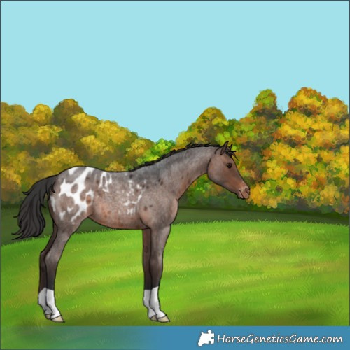 Horse Color:Brown Roan Appaloosa 