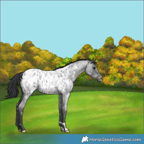 Horse Color:Blue Roan Appaloosa 