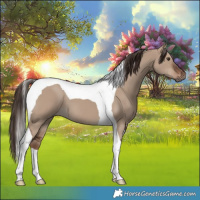 Horse Color:Liver Red Dun Tobiano 