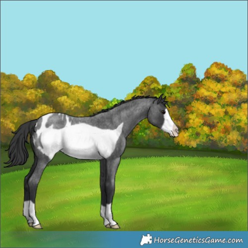 Horse Color:Blue Roan Frame Appaloosa