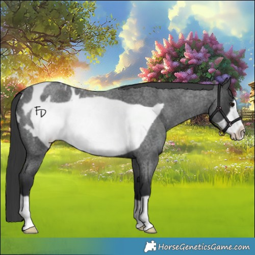 Horse Color:Blue Roan Frame Appaloosa 