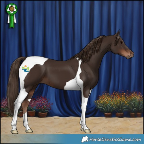 Horse Color:Liver Chestnut Tobiano