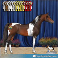 Horse Color:Bay Tobiano 