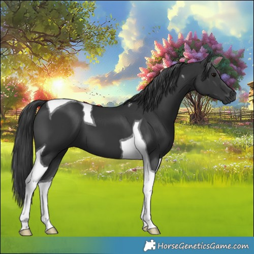 Horse Color:Black Tobiano 