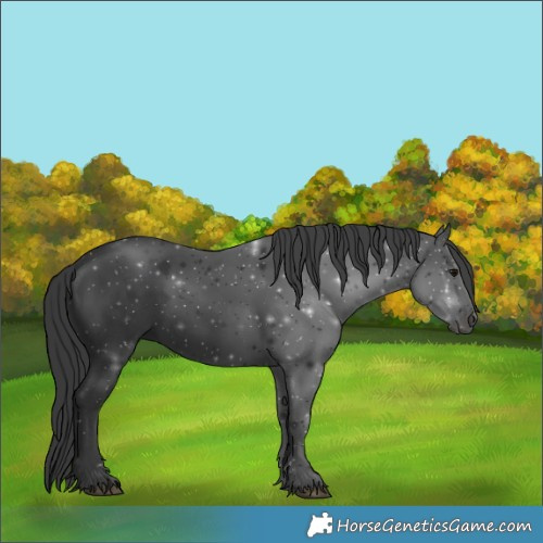 Horse Color:Black 