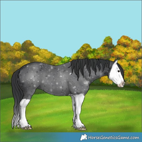 Horse Color:Black Splash 