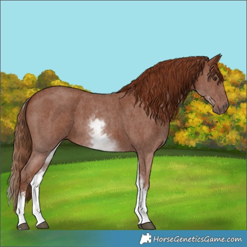 Horse Color:White Spotted Chestnut Sabino 