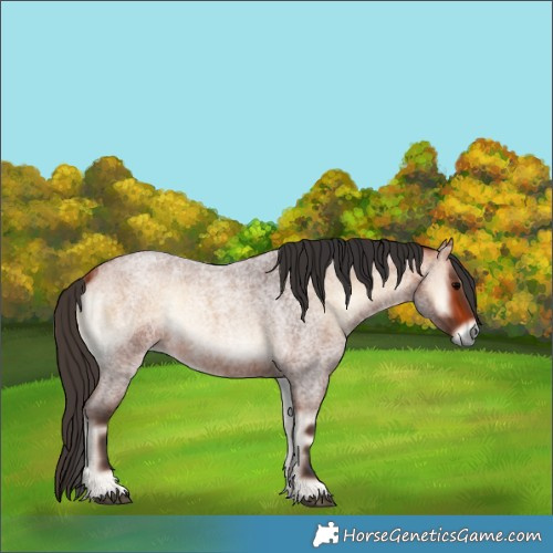Horse Color:Bay Roan Onyx 