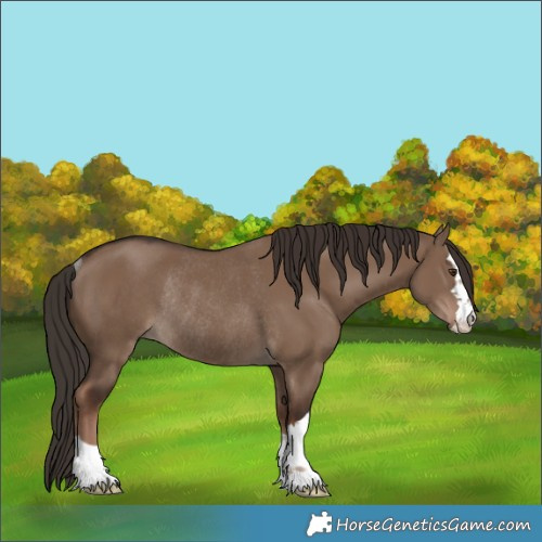 Horse Color:Liver Red Dun Rabicano 