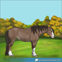 Horse Color:Liver Red Dun Rabicano