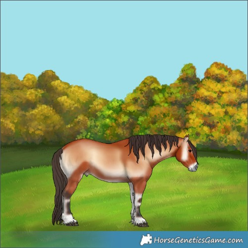 Horse Color:Bay Onyx 