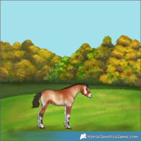 Horse Color:Bay Onyx 