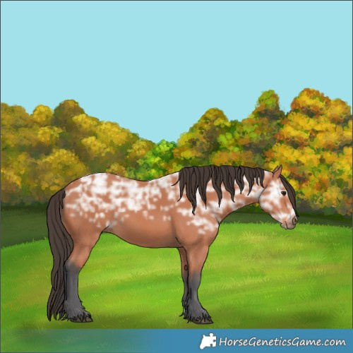 Horse Color:Bay Ice 
