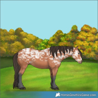 Horse Color:Bay Ice 